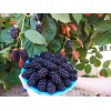Саженец ежемалины Бойсенберри (Boysenberry): фото и описание