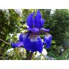 Саженец ириса сибирского Блю Кинг (Blue King): фото и описание