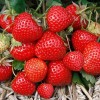 Саженец ремонтантной клубники Элеганс (Ранняя): фото и описание