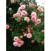 Саженец английской розы Абрахам Дерби (Abraham Darby): фото и описание