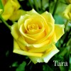 Саженец чайно-гибридной розы Тара (Tara): фото и описание