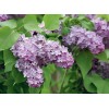 Саженец сирени Лавандер Леди (Lavander Lady): фото и описание