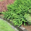 Саженец Барбариса неплодоносящего Грин Карпет (Green Carpet): фото и описание