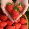 Саженец ремонтантной клубники Клеопатра (Ранняя): фото и описание