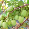 Саженцы актинидии женский Римма - 5 шт.: фото и описание