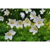 Луковицы анемоны Садовая - 5 шт.: фото и описание