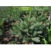 Саженцы Ели Голубая Мисти Блу (Misty Blue) 40-60 см - 5 шт.: фото и описание