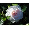 Саженцы парковой розы Аспирин Розе (Aspirin Rose) - 5 шт.: фото и описание
