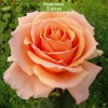 Саженцы чайно-гибридной розы Примадонна (Primadonna) - 5 шт.: фото и описание
