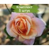Саженцы плетистой розы Скугёрл (Schoolgirl) - 5 шт.: фото и описание