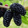 Саженцы шелковицы Королевская - 5 шт.: фото и описание