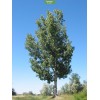 Саженцы тополя Белый (Серебристый) 40-60 см - 5 шт.: фото и описание