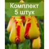 Луковицы тюльпана Банья Лука (Banja Luka) - 5 шт.: фото и описание