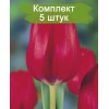 Луковицы тюльпана Ред Пауер (Red Power) - 5 шт.: фото и описание
