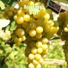 Комплект 5шт / Виноград Италия