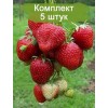 Саженцы земляники Зенга Зенгана (Поздняя) - 5 шт.: фото и описание