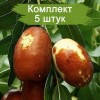 Саженцы китайского финика Зизифус - 5 шт.: фото и описание