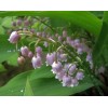 Луковица ландыша садового Розеа (Rosea): фото и описание