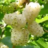 Саженец шелковицы (тутовника) Белая Плакучая: фото и описание